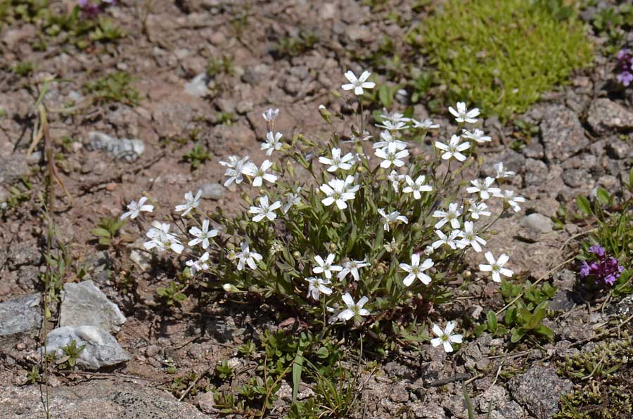 Atocion rupestre (=Silene rupestris) / Silene delle rupi
